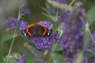 Siertuin